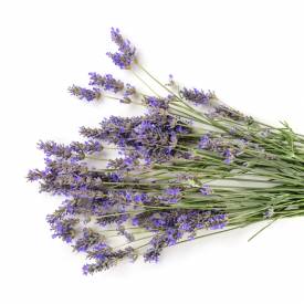 Lavender 40/42 essential oil